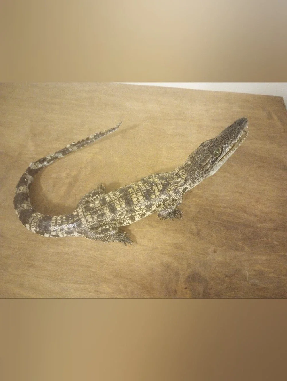 Alligator Decor